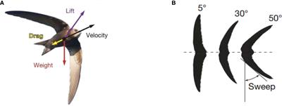 Glide performance analysis of underwater glider with sweep wings inspired by swift